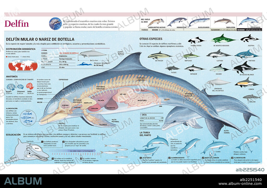 DELFIN. Infografía de la anatomía, hábitat y cría del delfín mular y de la evolución de la especie.