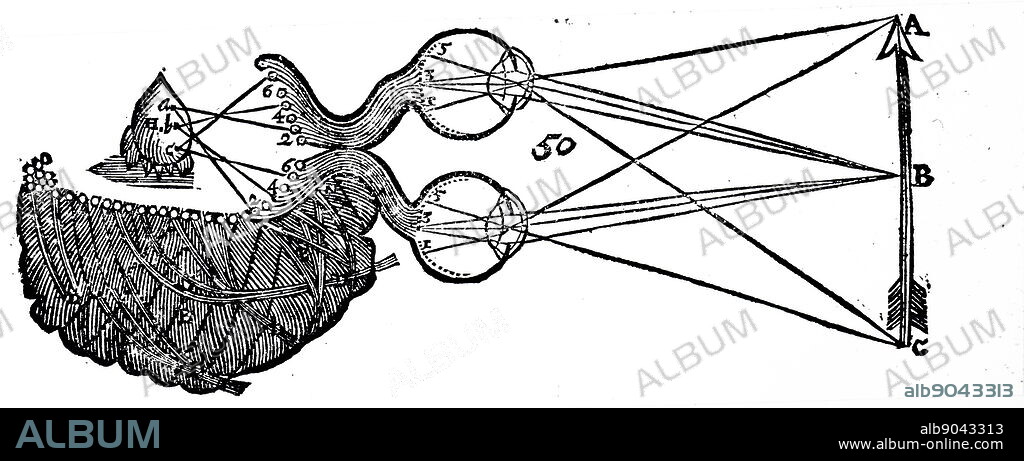Diagram illustrating René Descartes' idea of vision, showing the function of the eye, optic nerve, and brain. René Descartes (1596-1650) a French philosopher, mathematician, and scientist. Dated 17th century.