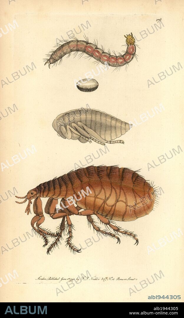 Human flea, Pulex irritans. Illustration unsigned (George Shaw and Frederick Nodder).. Handcolored copperplate engraving from George Shaw and Frederick Nodder's "The Naturalist's Miscellany" 1794.. Frederick Polydore Nodder (1751~1801?) was a gifted natural history artist and engraver. Nodder honed his draftsmanship working on Captain Cook and Joseph Banks' Florilegium and engraving Sydney Parkinson's sketches of Australian plants. He was made "botanic painter to her majesty" Queen Charlotte in 1785. Nodder also drew the botanical studies in Thomas Martyn's Flora Rustica (1792) and 38 Plates (1799). Most of the 1,064 illustrations of animals, birds, insects, crustaceans, fishes, marine life and microscopic creatures for the Naturalist's Miscellany were drawn, engraved and published by Frederick Nodder's family. Frederick himself drew and engraved many of the copperplates until his death. His wife Elizabeth is credited as publisher on the volumes after 1801. Their son Richard Polydore (1774~1823) exhibited at the Royal Academy and became botanic painter to King George III.