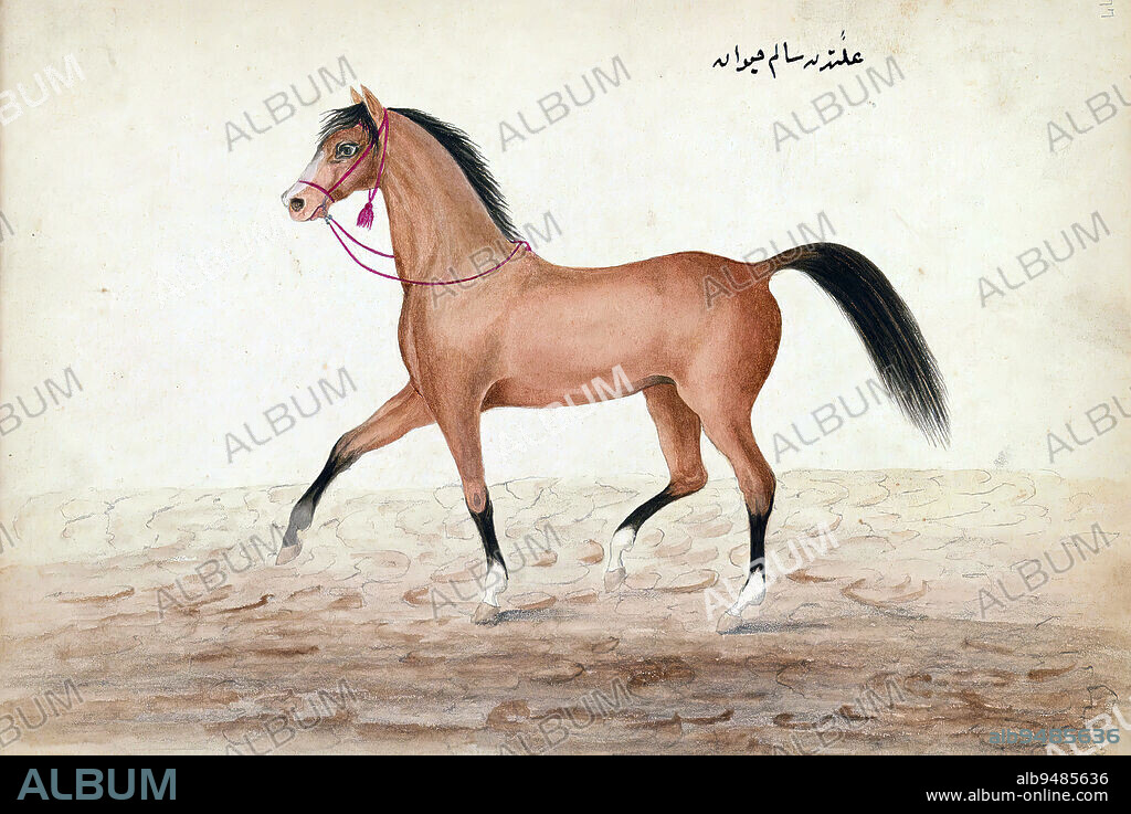 Book on horses, A healthy horse, This is an illustrated Ottoman copy of a Turkish work on the training and care of warhorses (Tufat ül-frisn f avl-i uyl il-muchidn) by Amed A ayyrzde (d. 1294 AH / 1877 CE). The text was written in ruq`ah script by aker Muhammed in 1271 AH / 1854-5 CE.