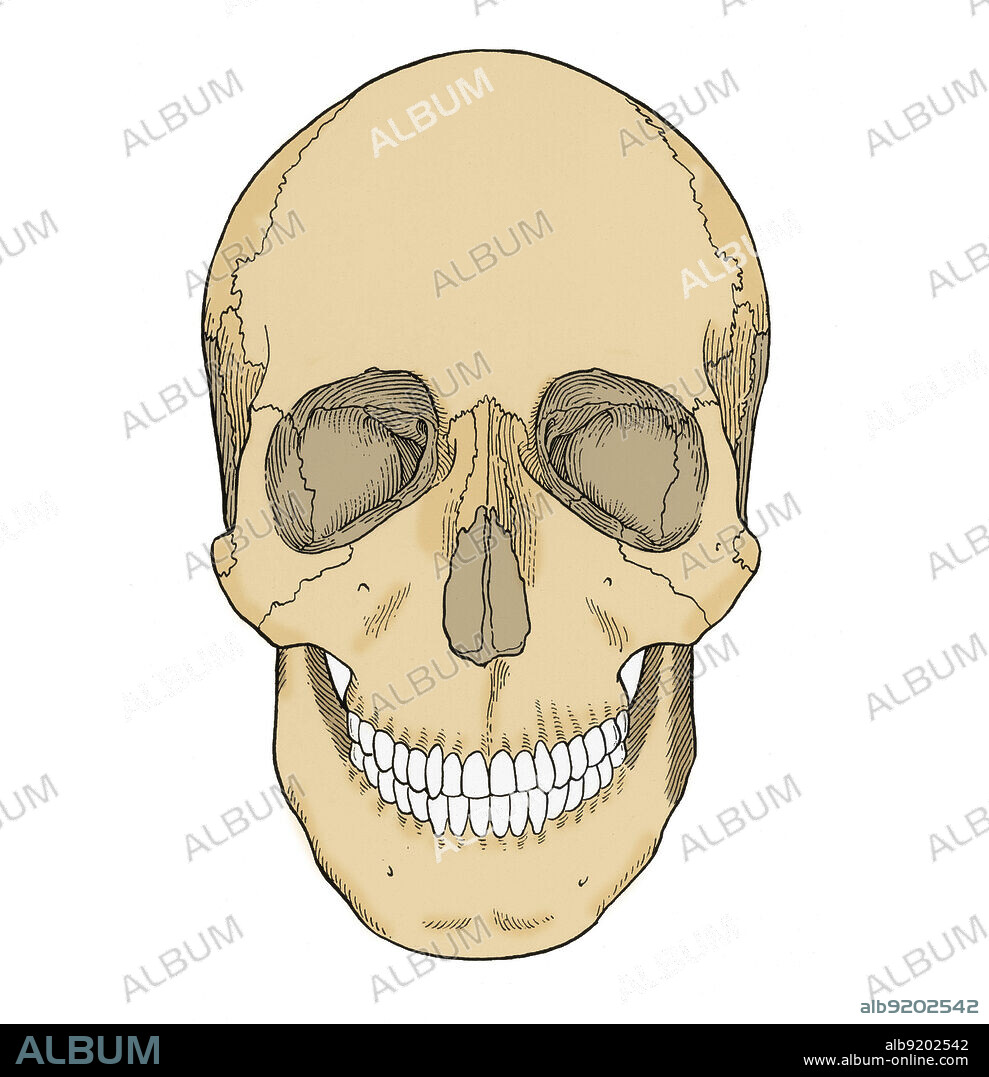 Illustration of Anterior Skull