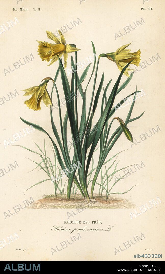 Wild daffodil or Lent lily, Narcissus pseudonarcissus, Narcissus pseudo-narcissus, Narcisse des pres. Handcoloured steel engraving by Alphonse-Leon Noel after a botanical illustration by Edouard Maubert from Pierre Oscar Reveil, A. Dupuis, Fr. Gerard and Francois Herincqs La Regne Vegetal: Flore Medicale, L. Guerin, Paris, 1864-1871.