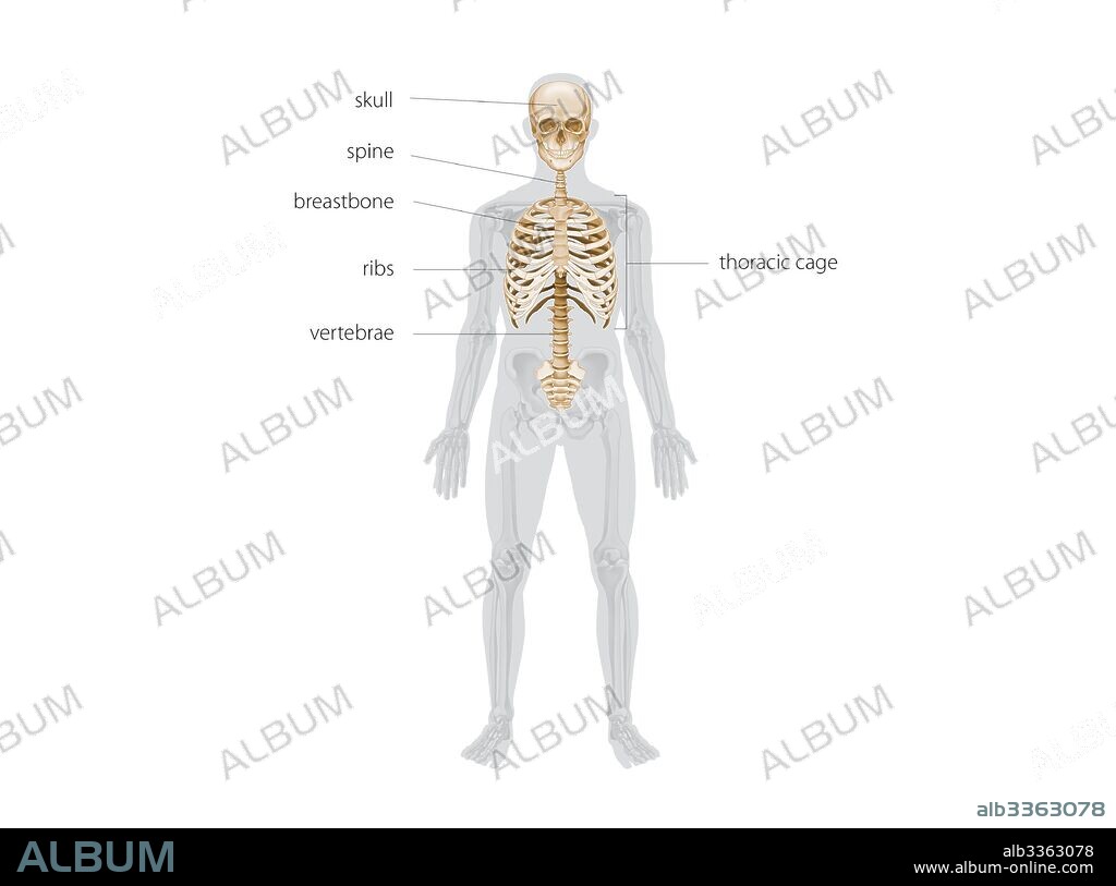 Esqueleto axial.