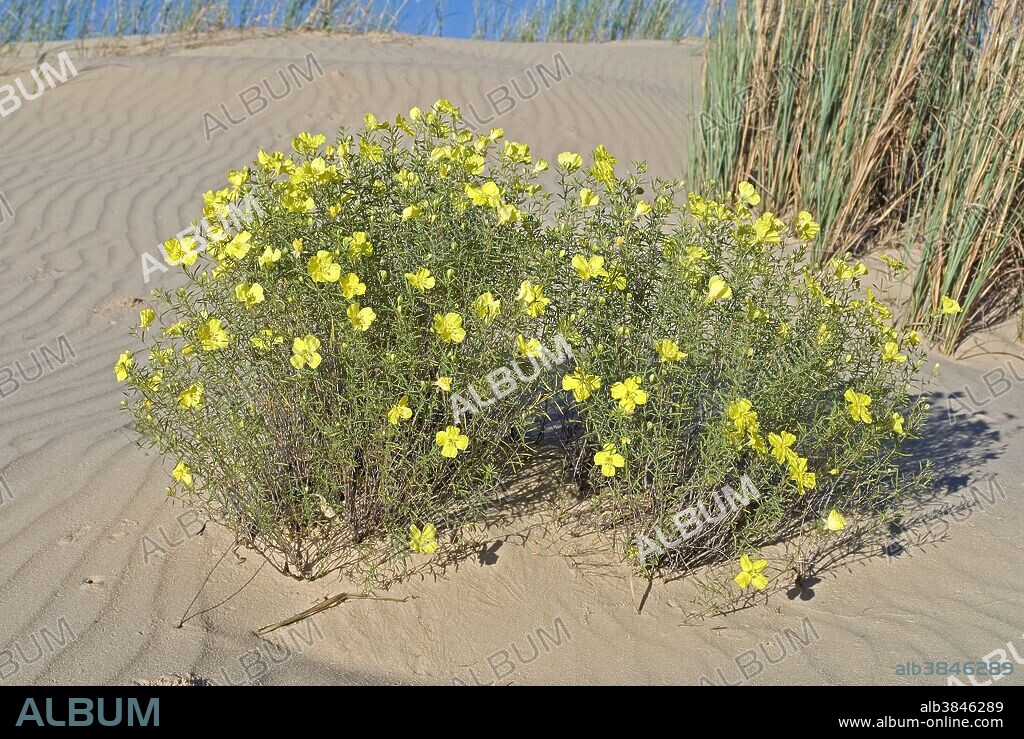 Drummond's sundrops, Calylophus drummondianus, also known as squarebud sundrops. Sundrops are often confused with evening primroses, Genus Oenothera, but have a doughnut-shaped stigma and 4 raised ridges on flower buds. This species is abundant from KS and CO south to TX NM and a small part of LA. Photo Monahans Sand Hills, Ward Co., TX.