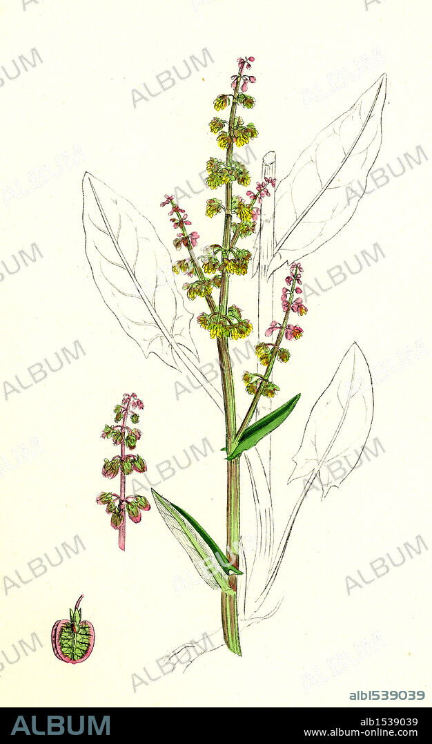 Rumex Acetosa; Common Sorrel.