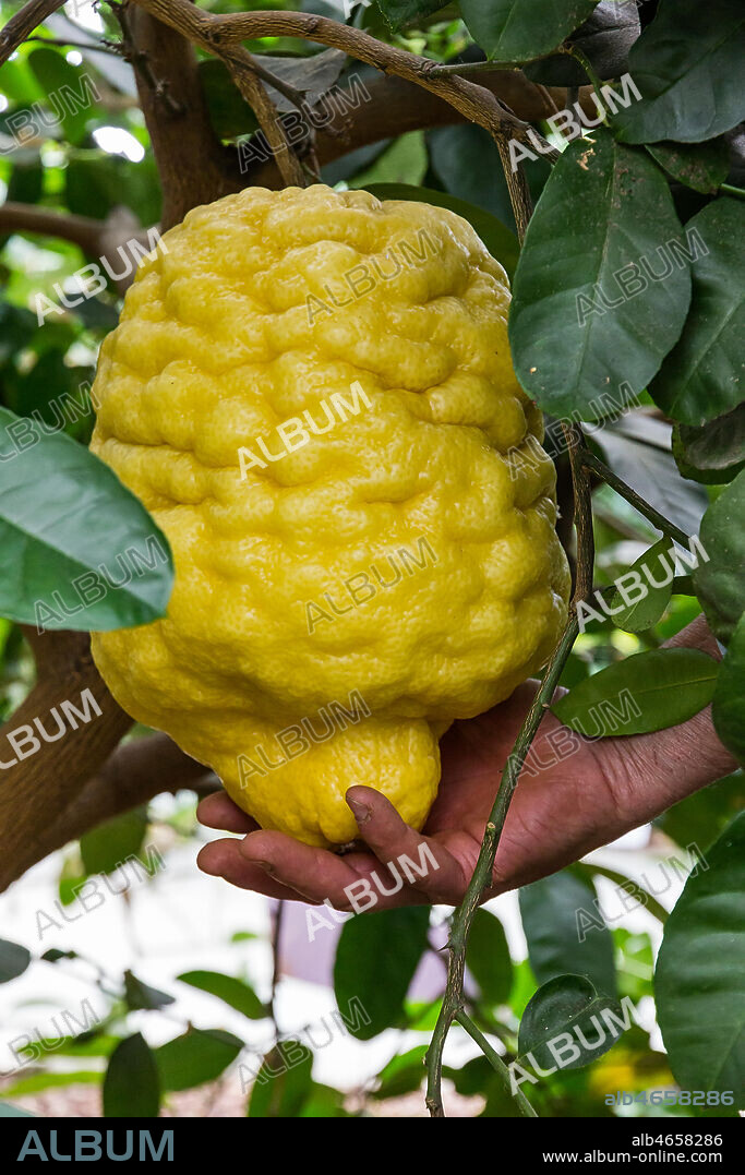 Hesperidarium, The Garden of Citrus Plants Oscar Tintori: one kind of ornamental lemon plant and its fruits.