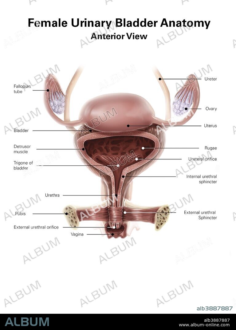 Anatomy of female urinary bladder, anterior view with labels.