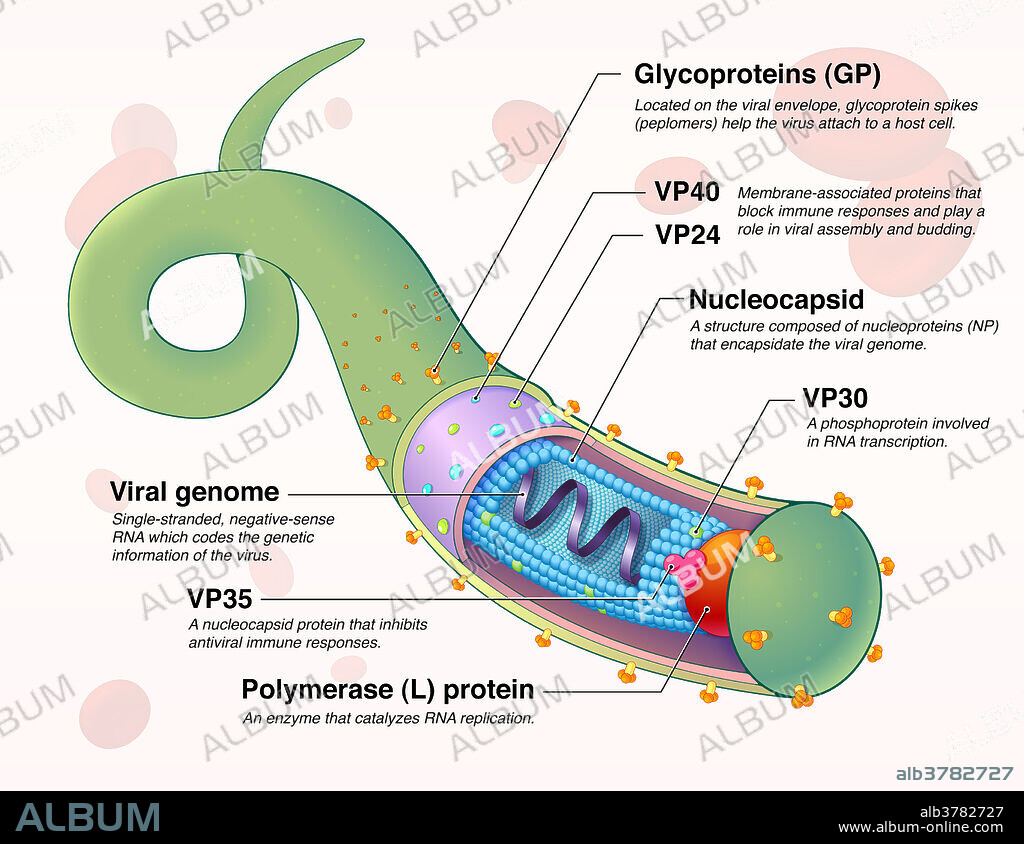 Ebola Virus, Illustration