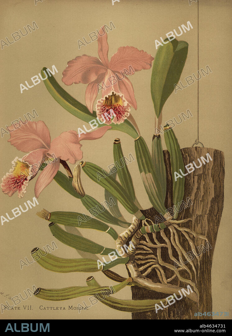 Mosss cattleya or easter orchid, Cattleya mossiae. Chromolithograph by Hatch Company after a botanical illustration by Harriet Stewart Miner from Orchids, the Royal Family of Plants, Lee & Shepard, Boston, 1885. The first American color plate book on orchids by woman botanist Miner.