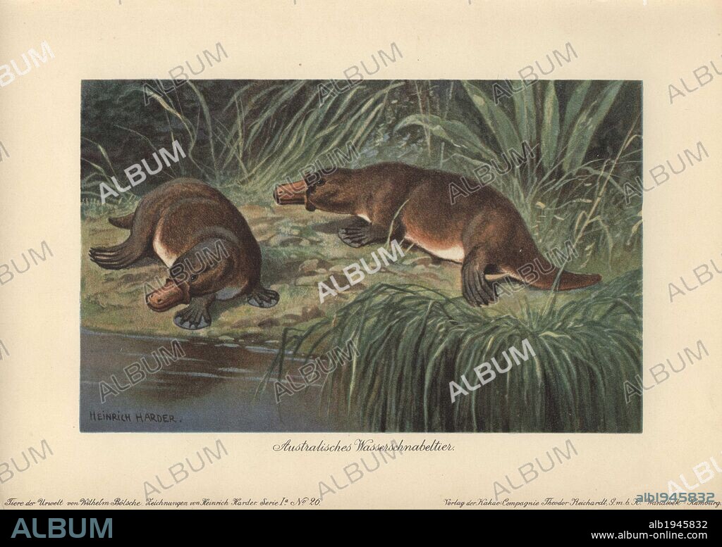 The platypus or duck-billed platypus (Ornithorhynchus anatinus) is a semi-aquatic monotreme mammal native to eastern Australia, including Tasmania. . . Colour printed illustration by Heinrich Harder from "Tiere der Urwelt" Animals of the Prehistoric World, 1916, Hamburg. Heinrich Harder (1858-1935) was a German landscape artist and book illustrator. From a series of prehistoric creature cards published by the Reichardt Cocoa company. Natural historian Wilhelm Bolsche wrote the descriptive text.