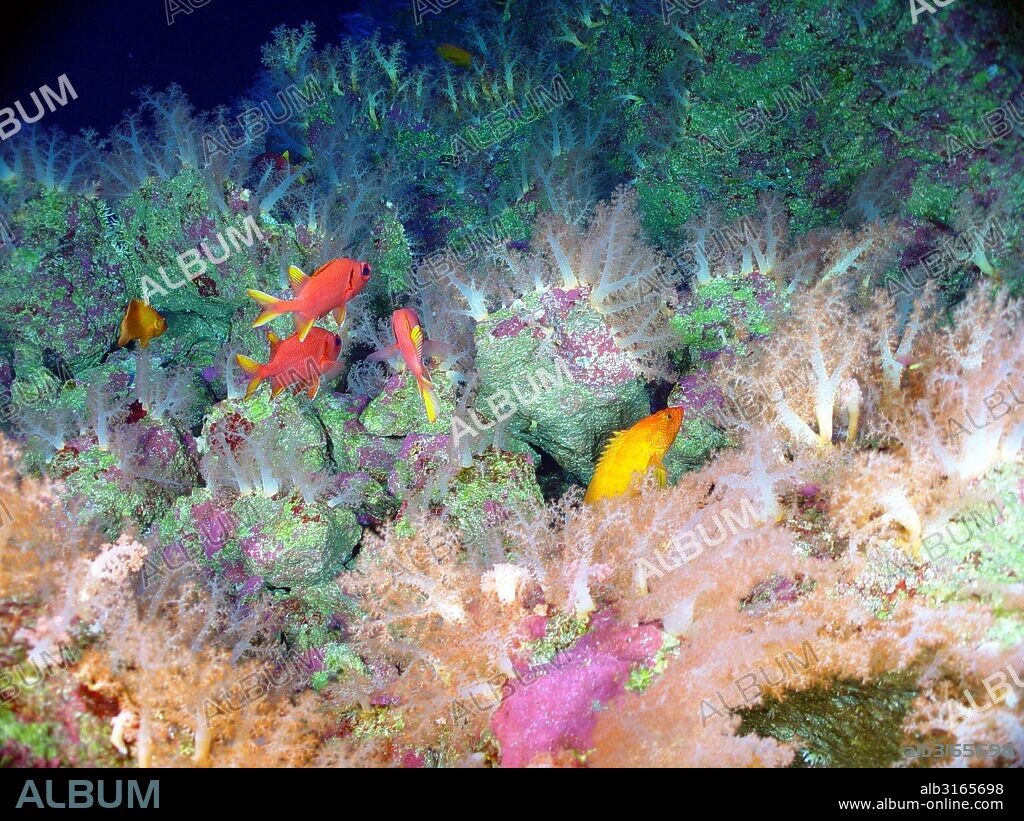 Colourful tropical fish, soft corals, and basket stars covering the top of a volcanic spine. From the Mariana Arc region, Western Pacific Ocean. Dated 2004.