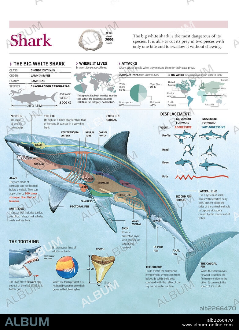 TIBURON. Infografía del hábitat, anatomía, dentadura y movimiento del tiburón blanco y datos de ataques a seres humanos.