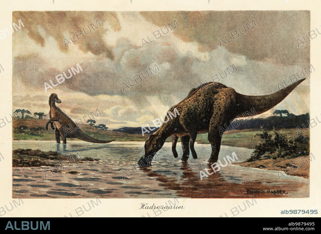 Hadrosaurs or duck-billed dinosaurs feeding in a river. Hadrosauridae were herbivorous dinosaurs of the Upper Cretaceous Period. Hadrosaurier. Colour printed illustration by Heinrich Harder from Wilhelm Bolsches Tiere der Urwelt (Animals of the Prehistoric World), Reichardt Cocoa company, Hamburg, 1908. Heinrich Harder (1858-1935) was a German landscape artist and book illustrator.