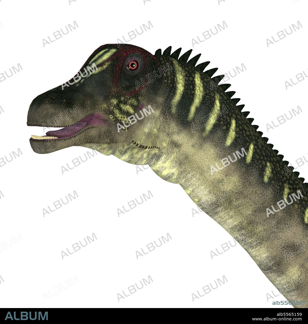 Antarctosaurus dinosaur head, on white background. The titanosaur herbivorous sauropod dinosaur Antarctosaurus lived in South America during the Cretaceous Period.