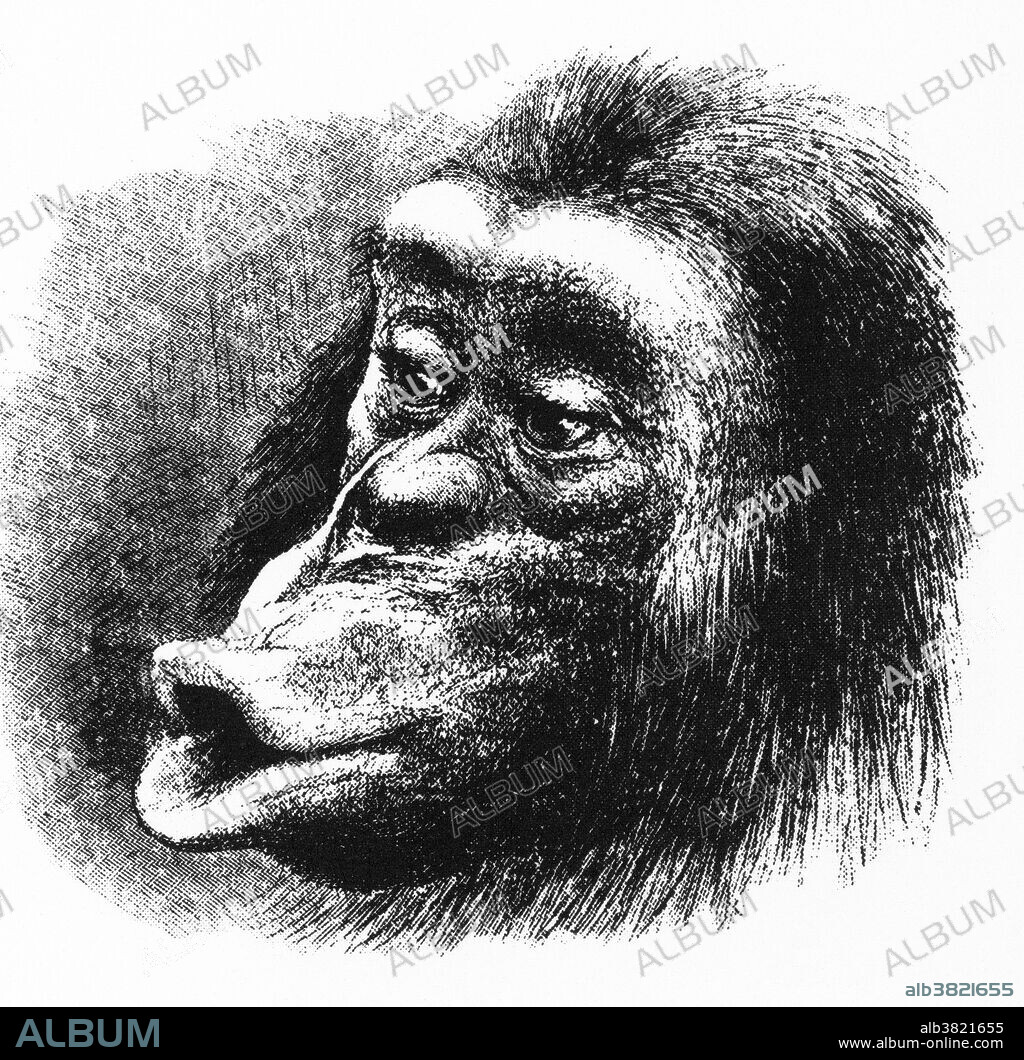 The Expression of the Emotions in Man and Animals by Charles Darwin was published in 1872. Darwin's book is among the most enduring contributions from 19th century psychology. It deals almost entirely with emotional display, but assumes a great deal about the nature of what is being displayed.  Although premised on an unsupportable interpretation of the nature of "expression," it is this idea that permeates the majority of work on emotional experience within psychology. The Expression of the Emotions is an important landmark in the history of book illustration. Captioned: Figure 18, Chimpanzee disappointed and sulky, drawn by Thomas William Wood.