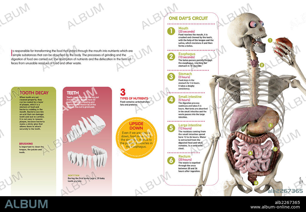 Digestive System. Infographic about the digestive system, its functions, components, and the digestive process.