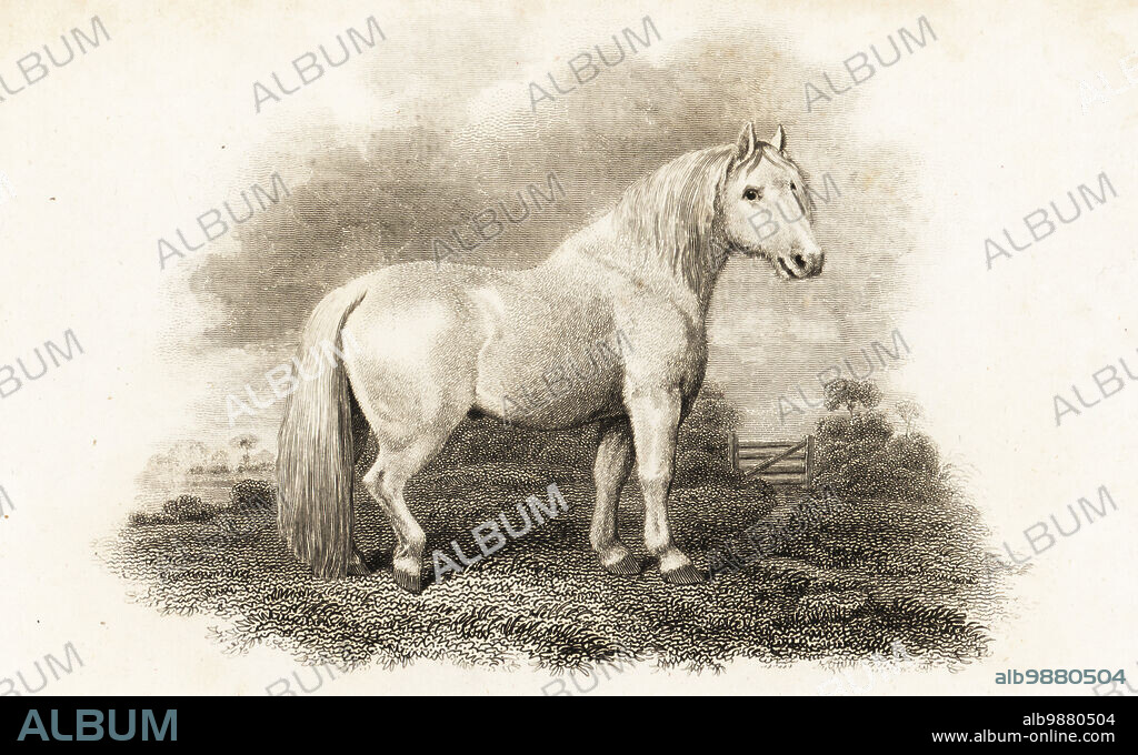 Shetland Pony, Equus ferus caballus. Copperplate engraving by John Scott after an illustration by George Stubbs rom Abraham Rees' Cyclopedia or Universal Dictionary of Arts, Sciences and Literature, Longman, Hurst, Rees, Orme and Brown, London, 1805.