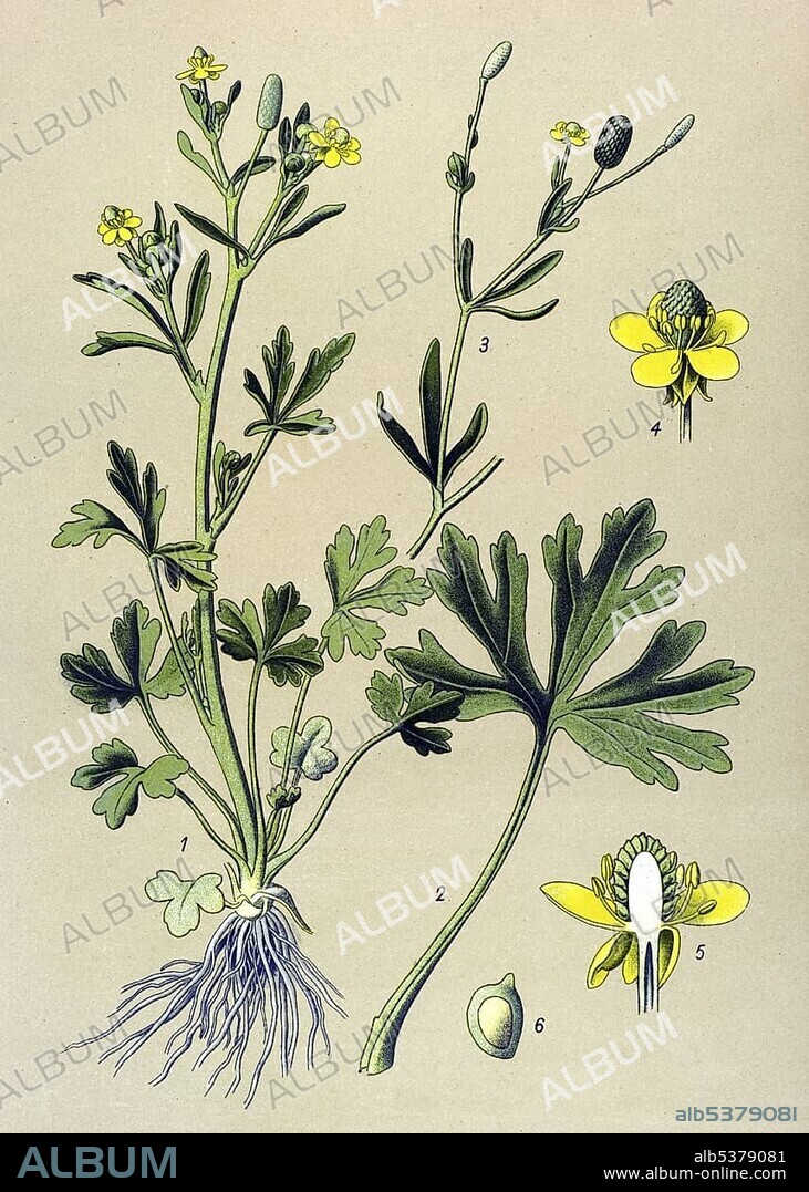 Historic illustration, Celery-leaved Buttercup (Ranunculus sceleratus), poisonous plant