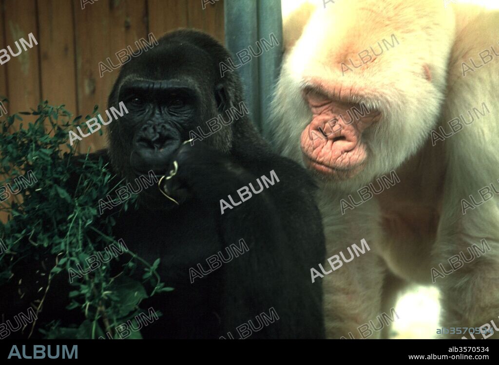 Copito de nieve, gorila albino. Zoológico de Barcelona.