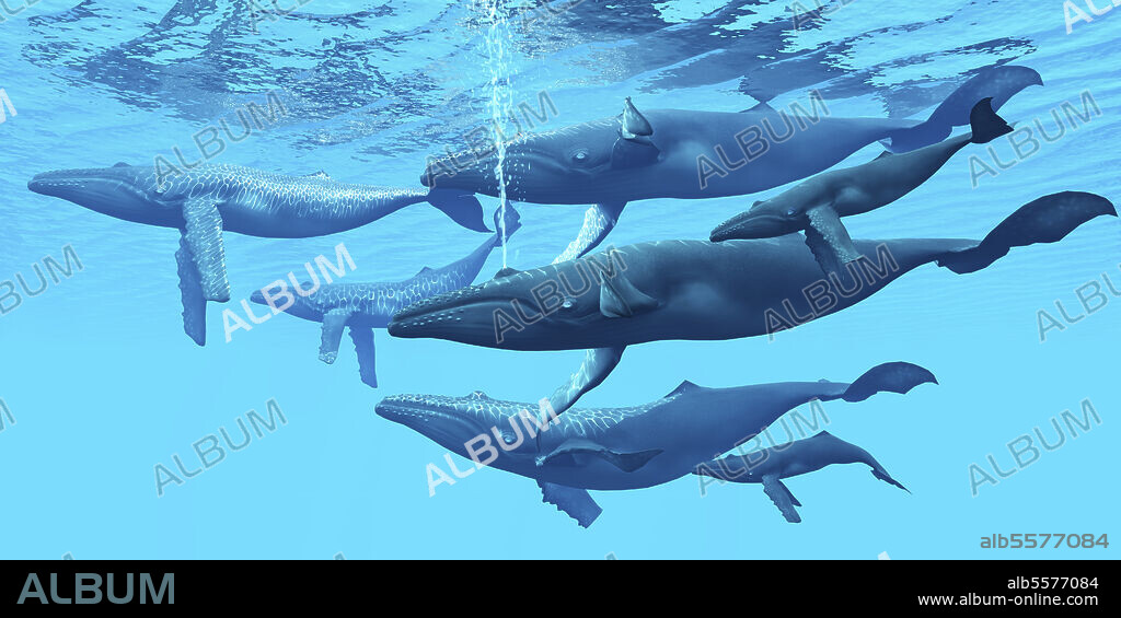 A group of humpback whales swimming together. The humpback whale is a very social aquatic mammal that gathers in large groups.