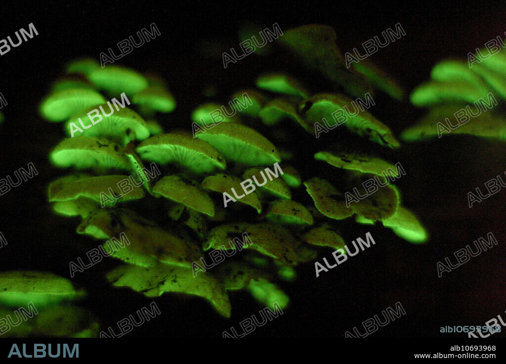 A species of glow in the dark mushroom, Panellus stipticus. This naturally occurring bio-luminescent mushroom is common in New England forests in the fall. This species lives on partially decayed oak and uses a unique chemical reaction to digest chemicals.
