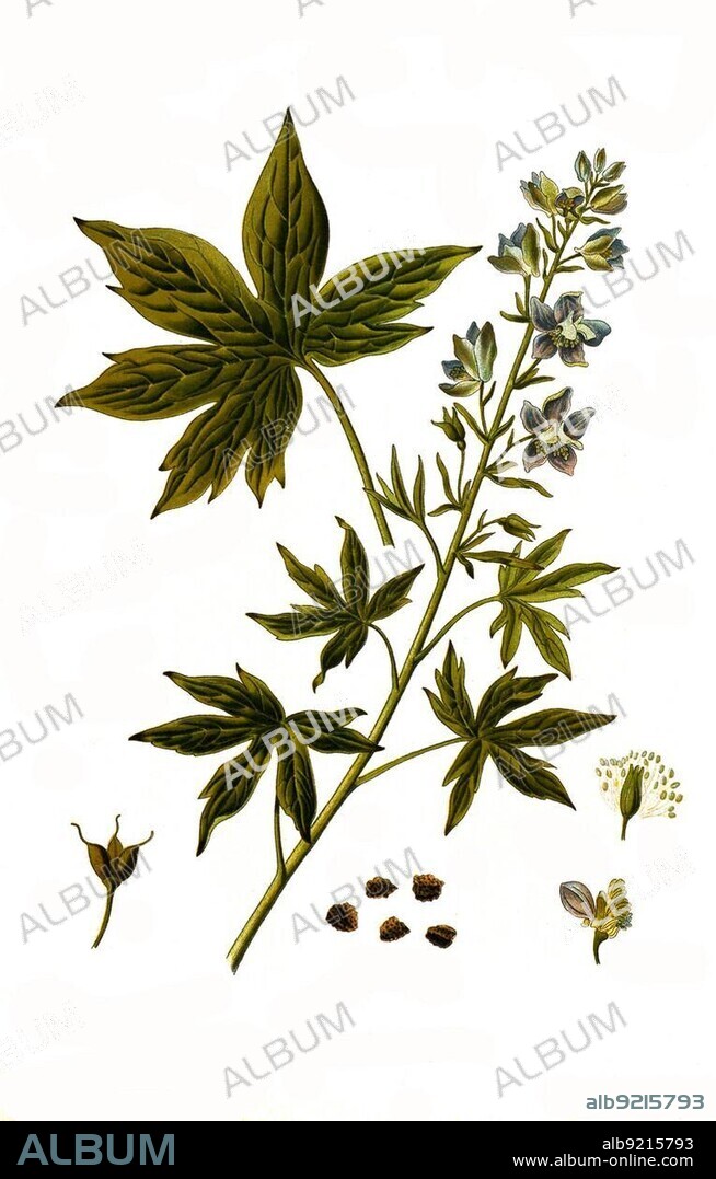 Medicinal plant, Staphisagria larkspur (Delphinium) staphisagria, is a species of plant in the genus Staphisagria within the buttercup family, Historical, digitally restored reproduction from an 18th century original.