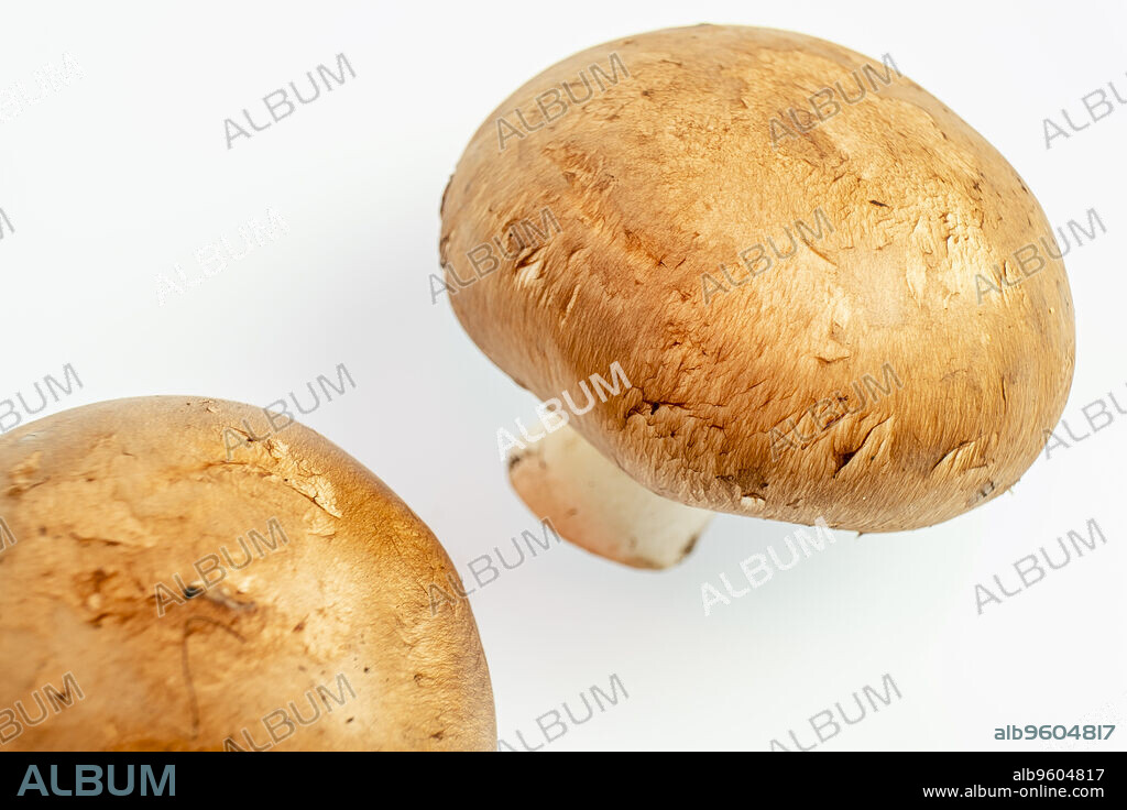 Portobello mushrooms, Agaricus Brunnescens.