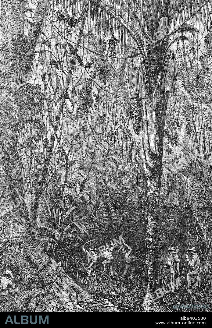 The Breakthrough of the Road to Nicaragua into the Miskito Reserve, through a Jungle, 1867, Expedition of Captain Bedford-Pim, Historic, digitally restored reproduction of a 19th century original.