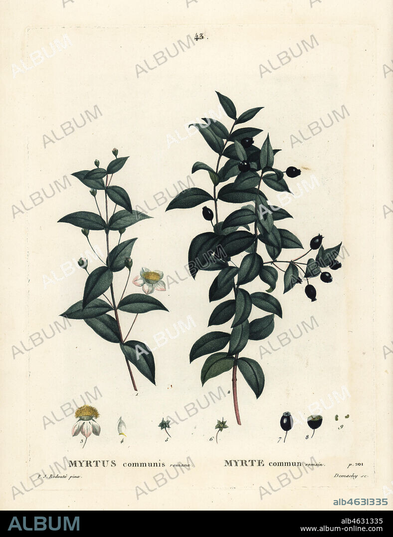 Common myrtle, Myrtus communis. Handcoloured stipple engraving by Demachy after an illustration by Pierre-Joseph Redoute from Henri Louis Duhamel du Monceau's Traite des Arbres et Arbustes, Paris, 1804-1819.