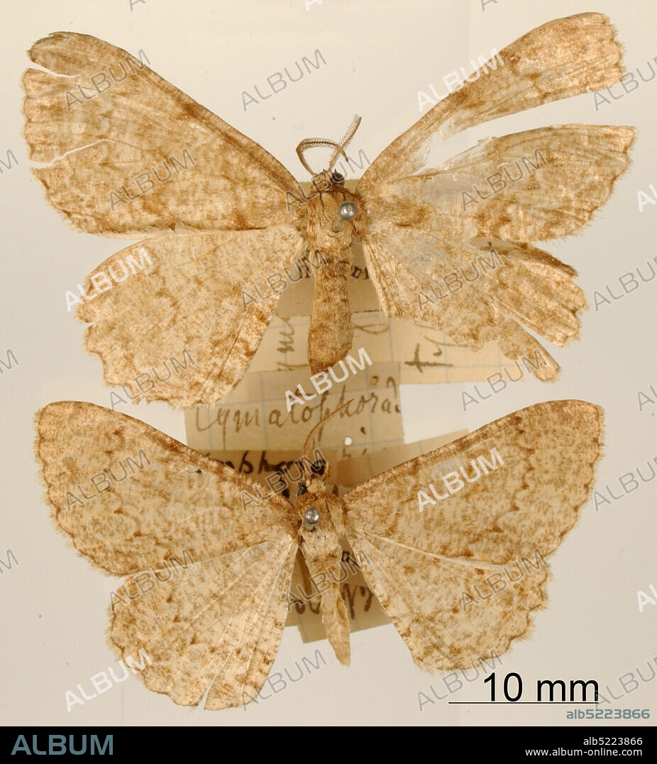 Pinned, San Salvador, El Salvador, El Salvador, Cymatophora regularis Dognin, 1902, Animalia, Arthropoda, Insecta, Lepidoptera, Geometridae, Ennominae.