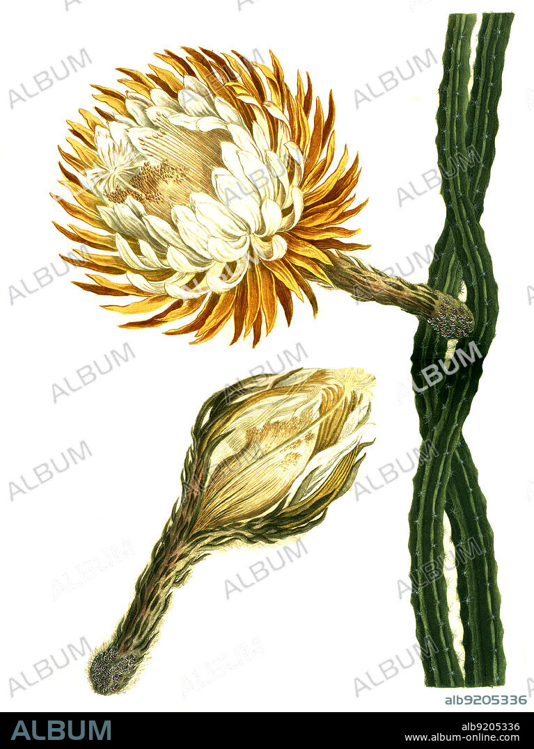 Selenicereus grandiflorus ist eine Pflanzenart in der Gattung Selenicereus aus der Familie der Kakteengewächse, Cactaceae, Königin der Nacht / Selenicereus grandiflorus is a species of plant in the genus Selenicereus in the cactaceae family, Cactaceae, Queen of the Night, Digital retuschierte Illustration aus Phytanthoza iconographica von Johann Wilhelm Weinmann, Maler Bartholomäus Seutter und Kupferstecher Johann Jakob Haid und Johann Elias Ridinger, 1740 / Digitally retouched illustration from Phytanthoza iconographica by Johann Wilhelm Weinmann, painter Bartholomäus Seutter and engravers Johann Jakob Haid and Johann Elias Ridinger, 1740.
