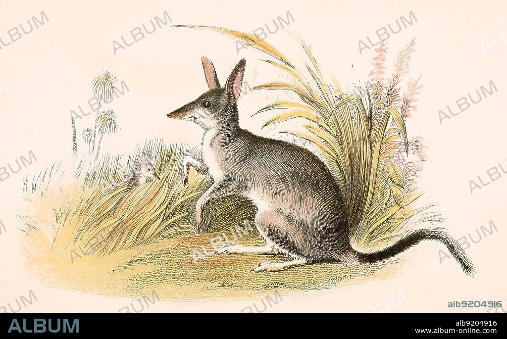 Große Kaninchennasenbeutler, Macrotis lagotis, ist eine in Australien lebende Beuteltierart / common rabbit-bandicoot, greater bilby, Macrotis lagotis, Historisch, historical, digital improved reproduction of an original from the 19th century / digital restaurierte Reproduktion einer Originalvorlage aus dem 19. Jahrhundert, genaues Originaldatum nicht bekannt,.