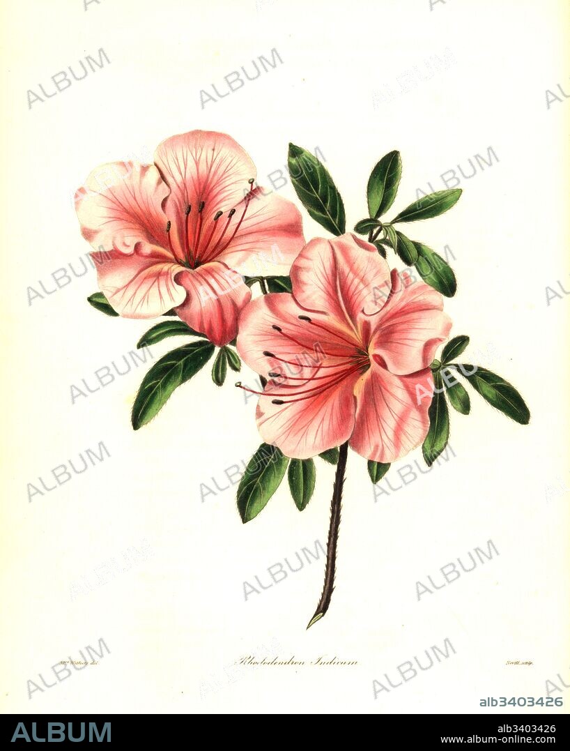 Azalea or brick-coloured Indian rhododendron, Rhododendron indicum. Handcoloured copperplate engraving by S. Nevitt after a botanical illustration by Mrs Augusta Withers from Benjamin Maund and the Rev. John Stevens Henslow's The Botanist, London, 1836.