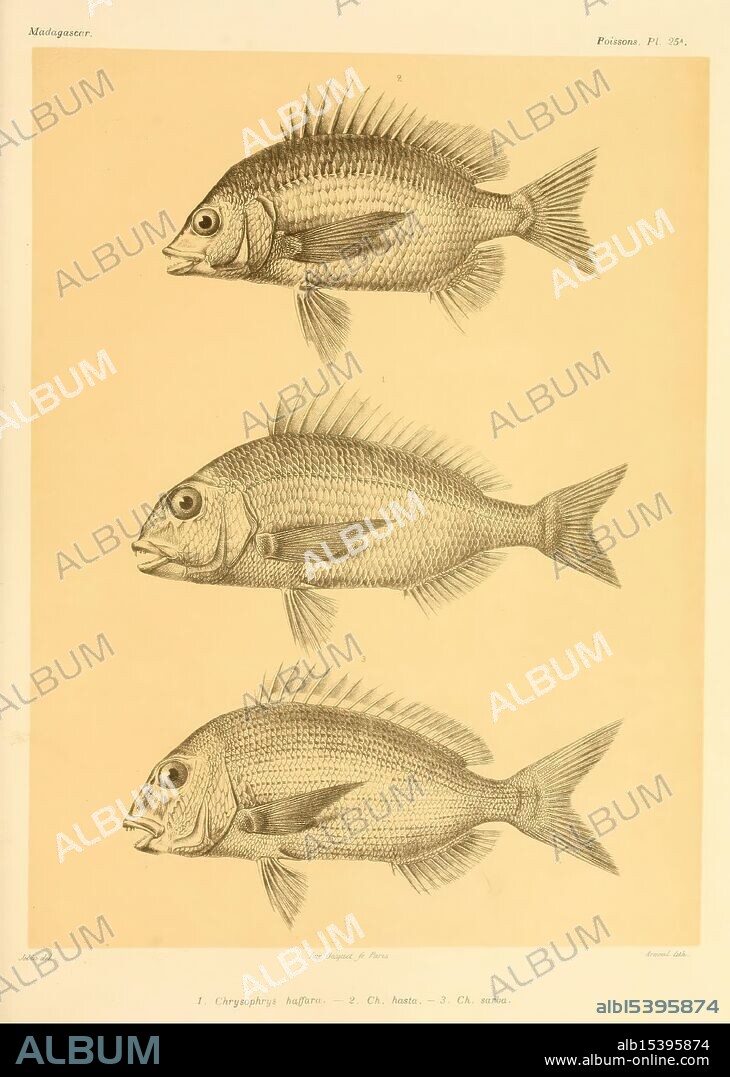 Histoire physique, Naturelle, Et politique de Madagascar, Paris, Impr. nationale, 1885-, Maps, Natural history, Lepidoptera, Madagascar, Description and travel,, Three species of fish are displayed in a scientifically detailed illustration. The top fish is labeled as 'Chrysophrys balhsa,' characterized by its streamlined body and prominent dorsal fins. The middle fish, noted as 'Ch. bautus,' features a slightly more robust shape and distinct fin arrangement, while the bottom specimen, labeled 'Ch. narva,' exhibits a more elongated form. Each fish is meticulously depicted, showcasing intricate details such as scale patterns, fin structures, and overall anatomy, emphasizing their biological features for educational purposes.