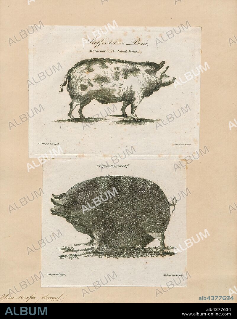 Sus scrofa domestica, Print, The domestic pig (Sus scrofa domesticus or only Sus domesticus), often called swine, hog, or simply pig when there is no need to distinguish it from other pigs, is a domesticated large, even-toed ungulate. It is variously considered a subspecies of the Eurasian boar or a distinct species. The domestic pig's head-plus-body-length ranges from 0.9 to 1.8 m (35 to 71 in), and adult pigs typically weigh between 50 and 350 kg (110 and 770 lb), with well-fed individuals often exceeding this weight range. The size and weight of a hog largely depends on its breed. Compared to other artiodactyls, its head is relatively long, pointed, and free of warts. Even-toed ungulates are generally herbivorous, but the domestic pig is an omnivore, like its wild relative., 1700-1880.