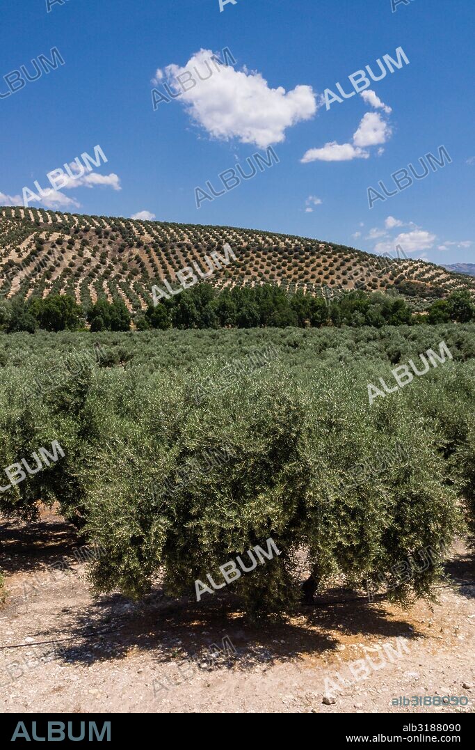 olivos, Iznatoraf, Loma de Ubeda, provincia de Jaén en la comarca de las Villas, spain, europe.