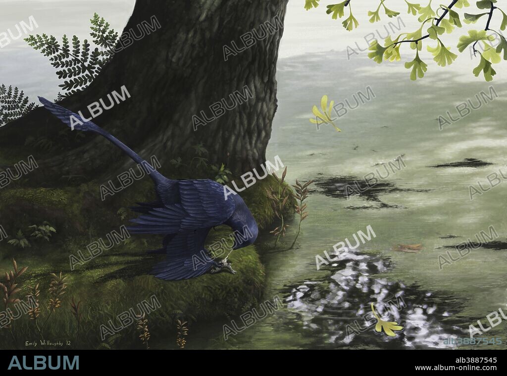 Microraptor gui, a small four-winged dromaeosaur, eating a small fish. The microraptor was recently found in Xing et al 2013 to have preserved fish contents in the gut of a fossil, indicating that the animal likely preyed on fish in life.