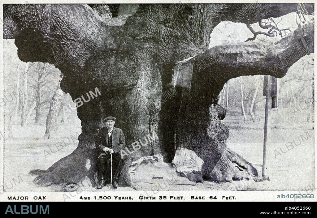 Major Oak, Edwinstowe, Sherwood Forest, Nottinghamshire, c1900. Legend has it that Robin Hood hid within the hollow trunk of the tree to escape from the Sherriff of Nottingham's men. Despite the legend, the Major Oak would have only been an acorn at the time of the outlaw, however, he may have hidden in a tree of equivalent size at that time. Inside the oak is a hollow which was originally caused by fungi. The Major Oak's vital statistics are impressive; it weighs around 23 tons, has a girth of ten metres (33ft) and a spread of 28 metres (92ft). This makes it the biggest oak tree in Britain. In a good year it can produce 150,000 acorns. However, good crops are cyclical. Generally, the tree has a good acorn crop, sometimes known as mast, every 3-4 years, depending on weather in spring and summer and the health of the mother (a local man has permission to collect some of the acorns, and has grown many saplings from the tree). The Major Oak is a Quercus Robur, an English or pedunculate oak. It is debatable how old the Major oak is. Some say 800 years old, while others suggest over 1000 years old. It has been nominated as the one of the top 50 trees in Britain by The National Tree Council.