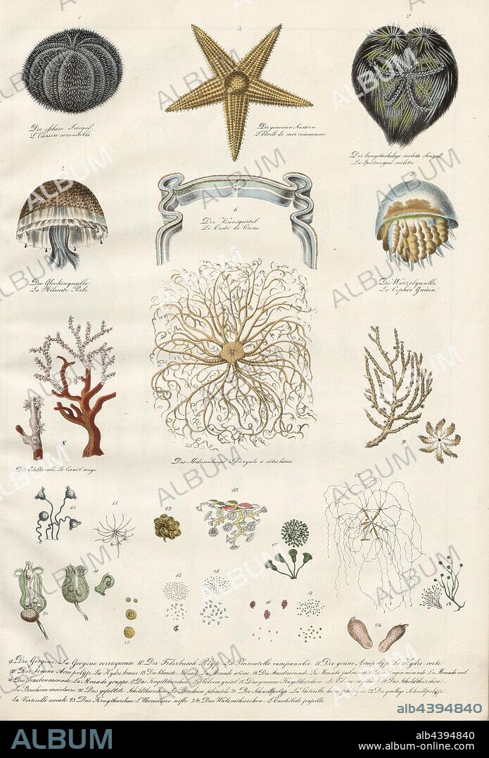 Sea urchins, starfish, jellyfish, corals, medusas, Various invertebrate species, Taf. IX, Heinrich Rudolf Schinz: Abbildungen aus der Naturgeschichte. Zürich: bei Friedrich Schulthess, [1824].