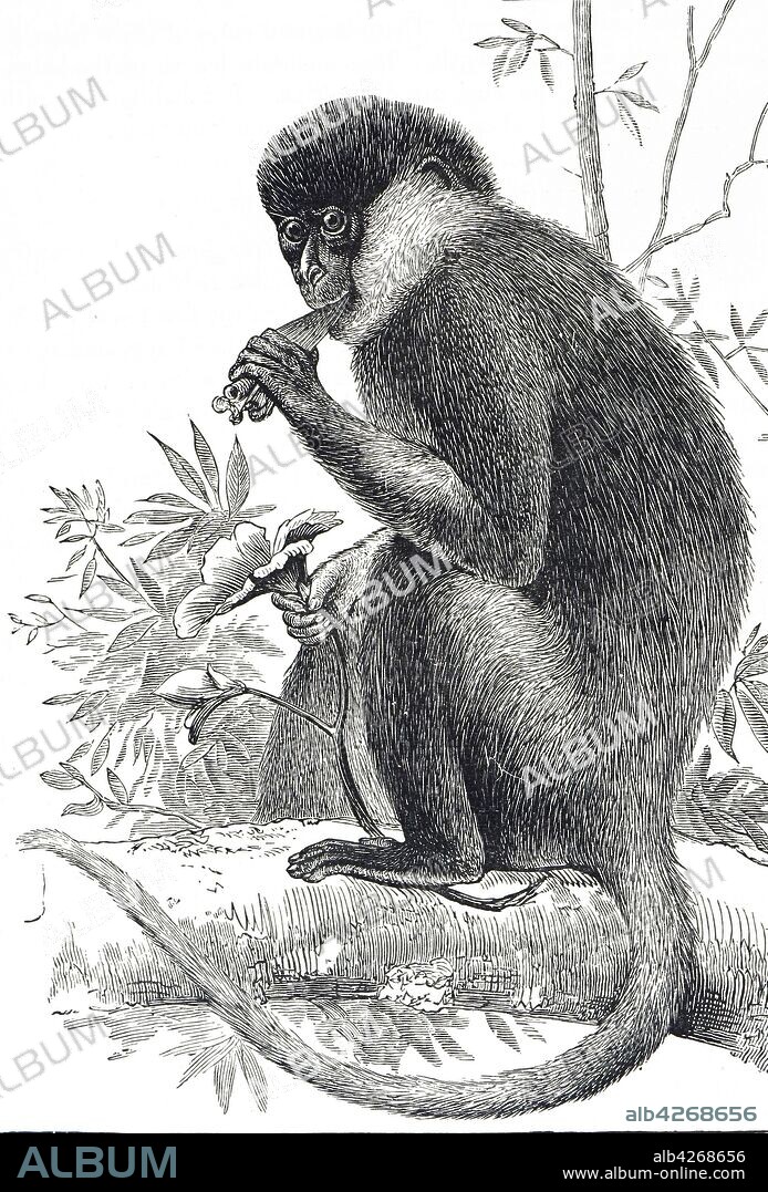 Engraving depicting a Purple-Faced Langur, also known as the purple-faced leaf monkey, is a species of Old World monkey that is endemic to Sri Lanka. Dated 19th century.