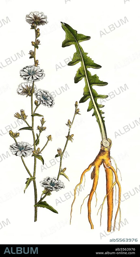 Gemeine Wegwarte oder Gewöhnliche Wegwarte (Cichorium intybus), auch Zichorie, digital restaurierte Reproduktion einer Originalvorlage aus dem 19. Jahrhundert, genaues Originaldatum nicht bekannt.