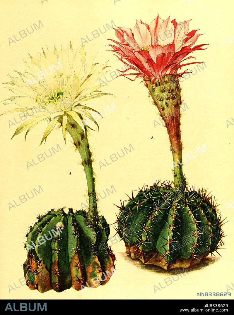 1. Echinopsis turbinata, 2. Echinopsis multiplex, , Kaktus, Kakteen, aus The Cactaceae, descriptions and illustrations, N.L. Britton and J.N. Rose, 1919-1923, Historisch, historical, digital improved reproduction of an original from the 19th century / digital restaurierte Reproduktion einer Originalvorlage aus dem 20. Jahrhundert, genaues Originaldatum nicht bekannt.
