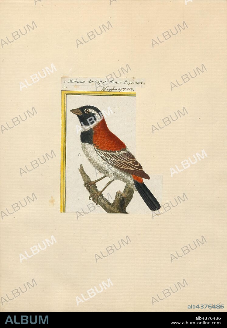 Passer melanura, Print, Passer is a genus of sparrows, also known as the true sparrows. The genus includes the house sparrow and the Eurasian tree sparrow, some of the most common birds in the world. They are small birds with thick bills for eating seeds, and are mostly coloured grey or brown. Native to the Old World, some species have been introduced throughout the world., 1700-1880.