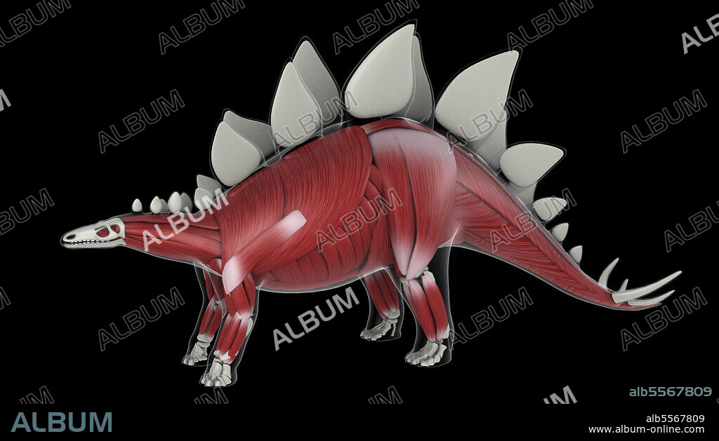 Muscular system of a Stegosaurus dinosaur, side view.