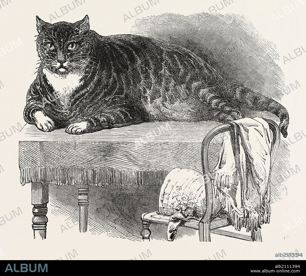 LARGE CAT, 1850. This noble specimen of the Cat is domesticated at No. 175, Oxford Street, London. He is a beautifully marked Tabby, and is very docile. He weighs 25.75 lb.; and measures 27 inches round the body, and 36.5 inches from the tip of the tail to the end of the nose; height, 11.5 inches to the top of the shoulders.