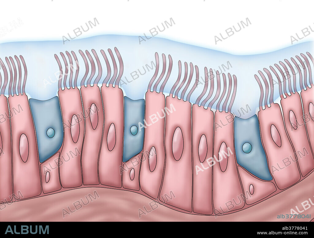 Medical illustration depicting cilia and mucus. The rhythmic back and forth movement of the cilia move mucus and trapped particles, such as bacteria and viruses, out of the sinuses.