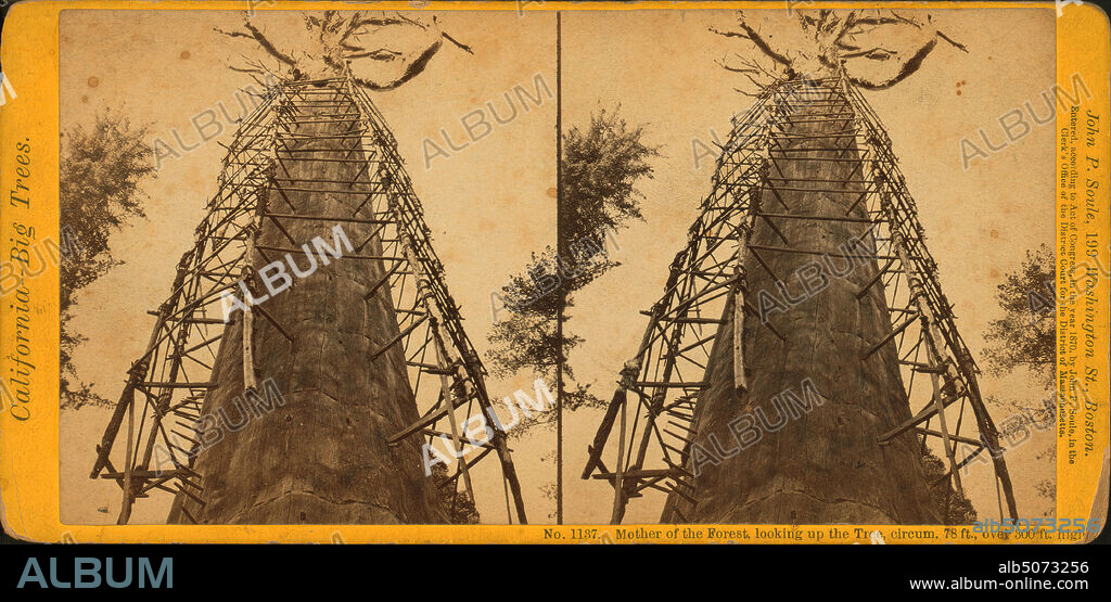 Mother of the Forest, looking up the tree, circum. 78 ft., over 300 ft. high., still image, Stereographs, 1870, Soule, John P. (1827-1904).