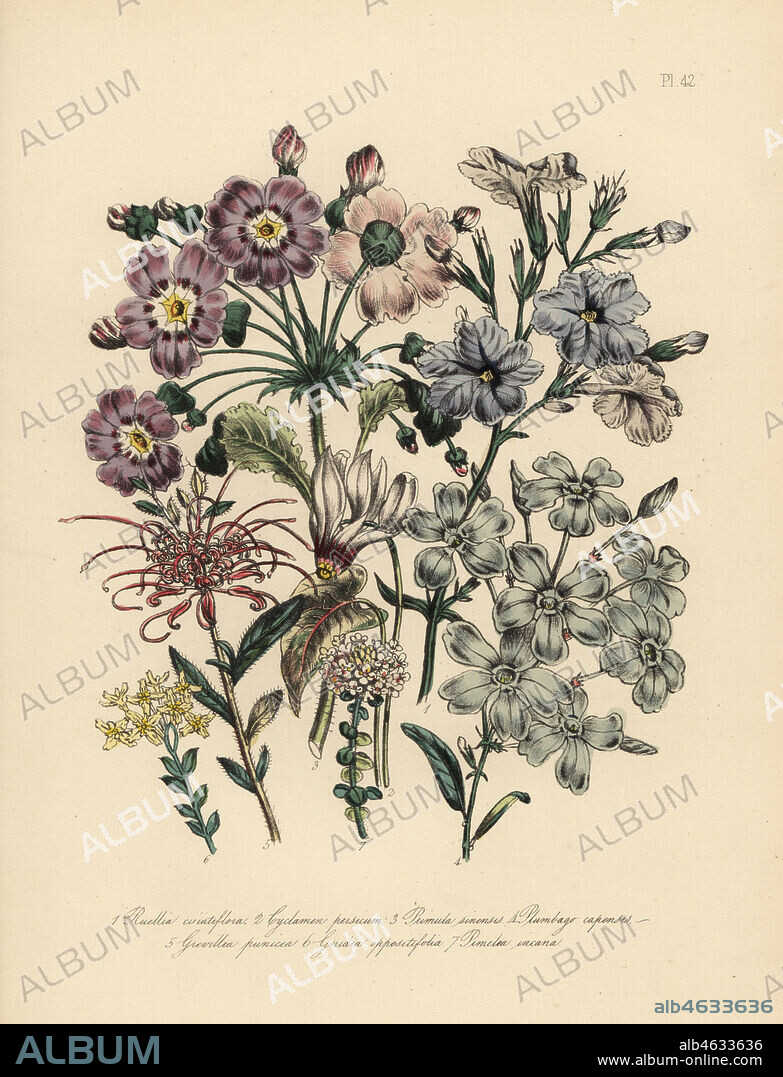 Fringe-flowered ruellia, Ruellia ciliatiflora, Persian cyclamen, Cyclamen persicum, Chinese primrose, Primula sinensis, Cape leadwort, Plumbago capensis, crimson grevillea, Grevillea punicea, opposite-leaved gnidia, Gnidia oppositifolia, and hoary pimelea, Pimelea incana. Handfinished chromolithograph by Henry Noel Humphreys after an illustration by Jane Loudon from Mrs. Jane Loudon's Ladies Flower Garden or Ornamental Greenhouse Plants, William S. Orr, London, 1849.