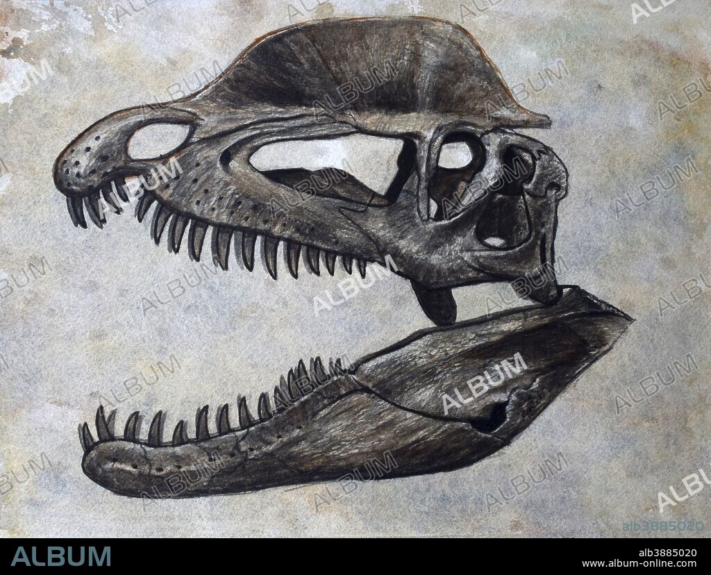 Dilophosaurus dinosaur skull on textured background.