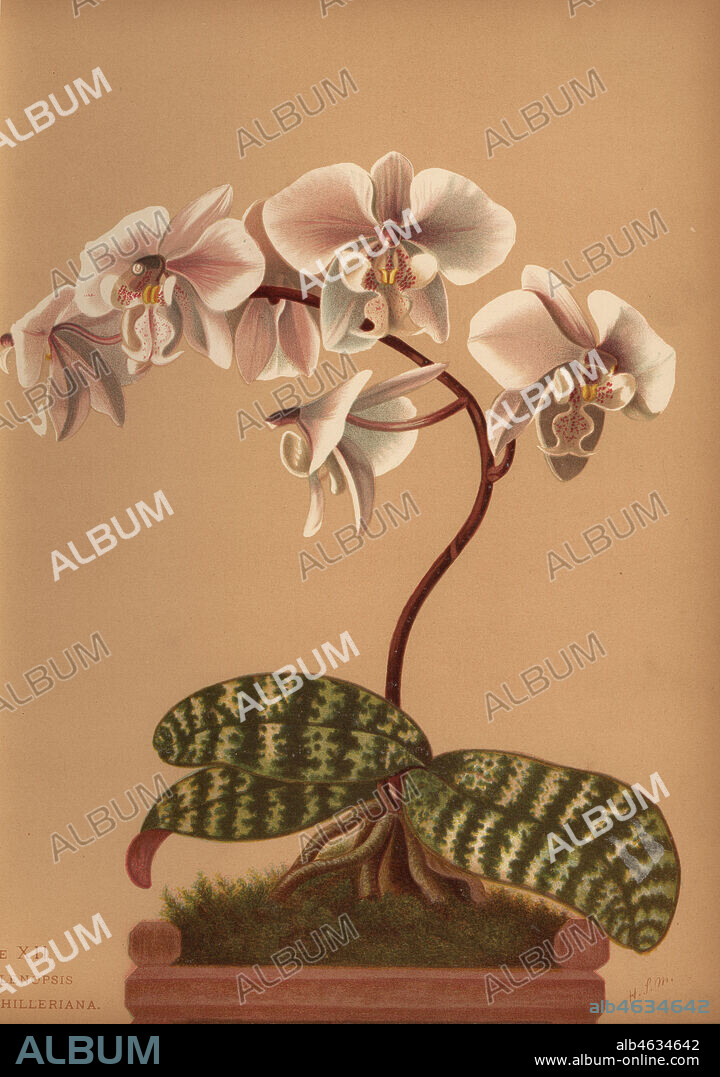 Phalaenopsis schilleriana (Phalenopsis schilleriana). Chromolithograph by Hatch Company after a botanical illustration by Harriet Stewart Miner from Orchids, the Royal Family of Plants, Lee & Shepard, Boston, 1885. The first American color plate book on orchids by woman botanist Miner.